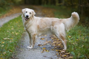 Beautiful Golden Retriever dog Moana