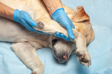 A yellow Labrador dog is lying on its side on a blue sheet. A person wearing blue gloves is holding the dog's leg and a growth can be seen on the dog's elbow.