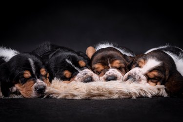 4 sleeping Basset Hound Puppies