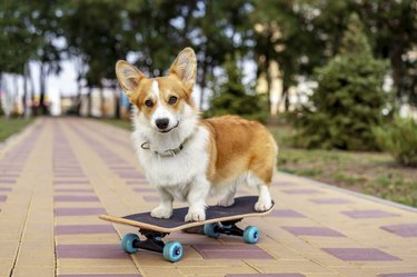 beautiful dog redhead  pembroke welsh corgi standing  a skateboard on the street for a summer walk in the park