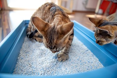 Devon Rex Kitten Digging Sand in Litter Box While Being Watched by Curios Brother - stock photo