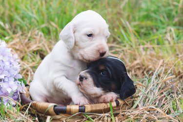 Two cute English setter puppies in a wooden basket with grass bottom. Copy space.