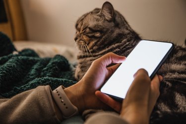 close-up of woman using phone focusing on the phone with her pet on the background