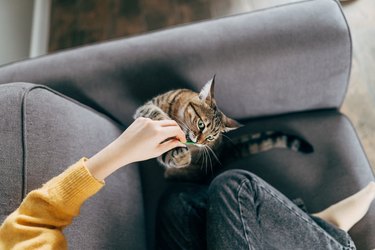 Happy relaxed hispanic teen girl student or freelancer relaxing sitting on couch holding laptop on lap working studying from home drinking tea, playing with cute pet cat in cozy sunny room on sofa.