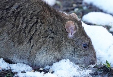 Closeup of a rodent
