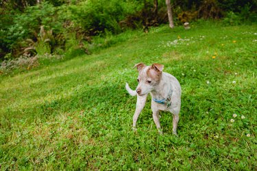 Cute Chihuahua Mixed Breed Dog Playing In Backyard