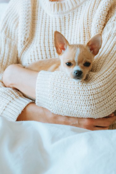 Portrait Of A Woman Holding Dog In Her Arms
