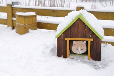 Cat in wooden pet house in a winter landscape.