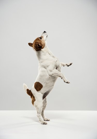 Standing Jack Russell Terrier