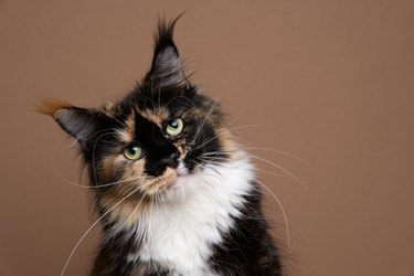 calico maine coon cat tilting head looking at camera on brown background