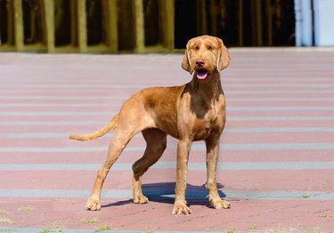 Wirehaired Vizsla looks at you.