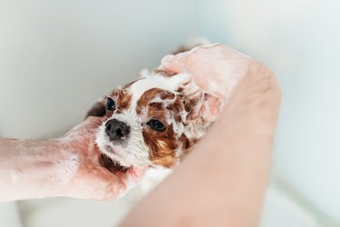 Maltese dog getting groomed