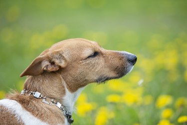 Muzzle of a dog of breed Jack Russell in profile. Beautiful dog in nature.