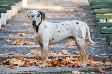 Louisiana Catahoula Leopard dog staying on stairs at autumn park