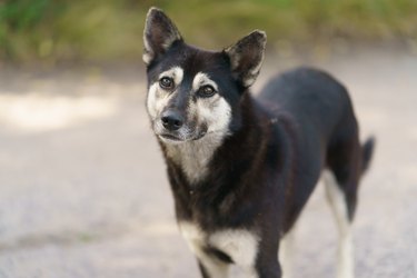 Photo of a black and tan mixed-breed dog with large pointy ears