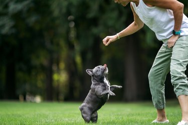 Cute French Bulldog With Missing Eye In Training