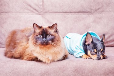 A cat and a dog on the couch. Neva Masquerade and Chihuahua. Animals, pets.