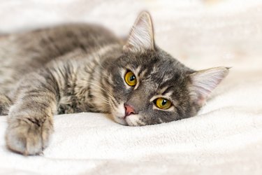 Sad sick young gray cat lies on a white fluffy blanket in a veterinary clinic for pets. Depressed illness animal looks at the camera. Feline health background.