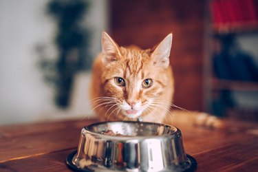 Cat eating out of bowl