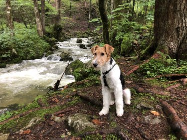 Young dog is sitting in the forest by a waterfall
