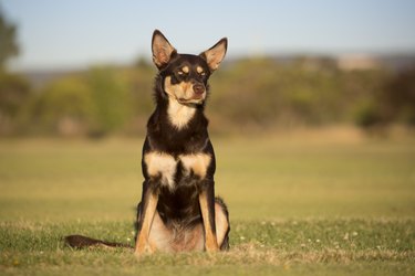 Australian Kelpie outside