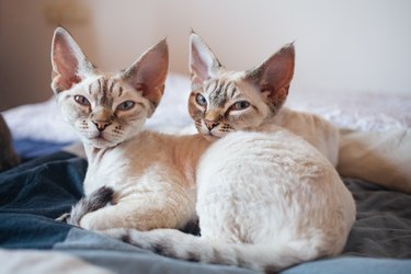 Two adorable Devon Rex kittens snuggle close in bed, their soft and fluffy fur creating a warm and cozy scene.