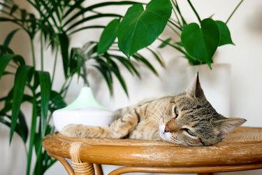 Tabby cat sleeping on table with plants