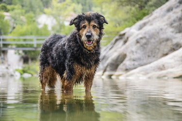 A black and brown mongrel dog plays in the river
