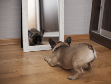Puppy Facing His Reflection in the Mirror