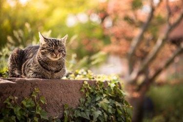 Cat sits relaxed on a sandstone in the garden and turns its ears back