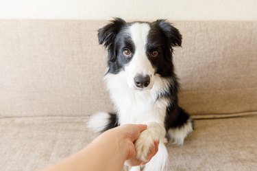 Funny portrait of cute puppy dog border collie on couch giving paw. Dog paw and human hand doing handshake. Owner training trick with dog friend at home indoors. friendship love support team concept