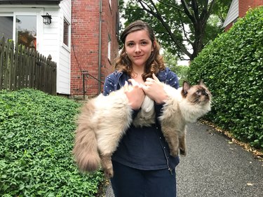 Girl Holding Her Enormous Ragdoll Cat