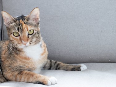 three color cat looking to the camera on the gray sofa