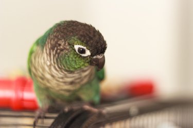 Small green pet bird