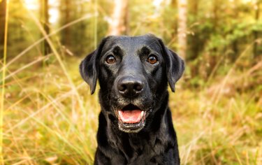 Happy dog