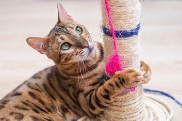 cute funny cat is playing with a scratcher