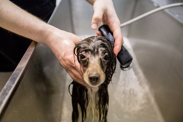 Wet Dog Looking at Camera While Being Washed