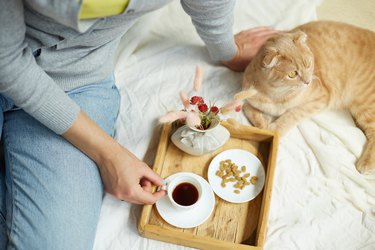 Woman sitting on the bed, and drink coffee, cat feeding during the morning sunlight,