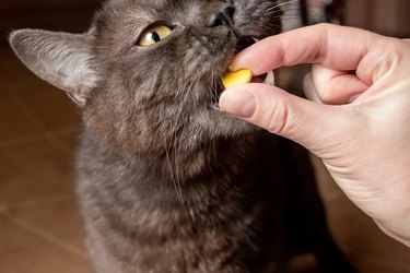 Human treats his cat with vitamin pill