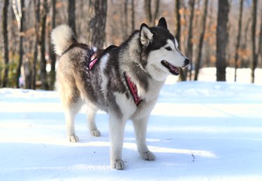 Young malamute looking away on a winter day. Close up