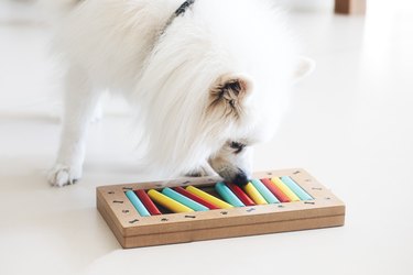 White dog playing with a puzzle designed for dogs