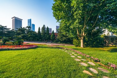 Lawn and trees in the park