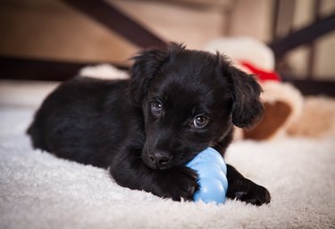 Black puppy chewing on a blue Kong toy.