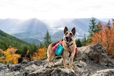 Portrait of German Shepherd on top of mountain in Washington