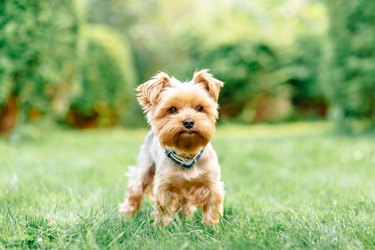 summer portrait of pretty sweet small little dog Yorkshire terrier