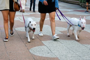 Walking the dog on a leash