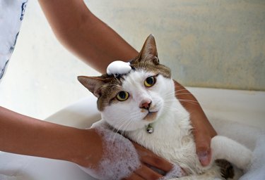 Cat take a bath