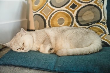 British short-hair cat sleeping on a chair cushion.