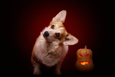 A corgi breed dog with a pumpkin for Halloween.