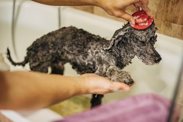 Pet groomer washing poodle at grooming salon